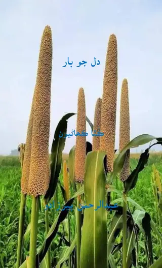 Dil Jo Bār (Kathā Kahāṇīūn)