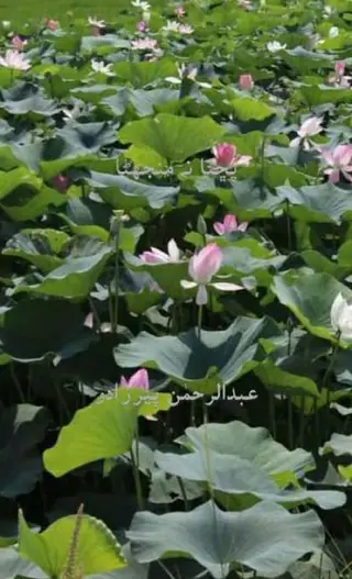 Puchhaṇā Na Mun̄jhaṇā