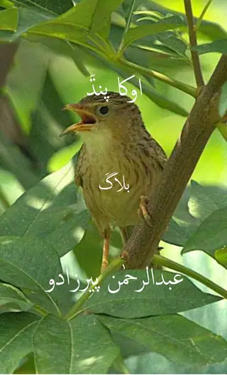 ओखा पंध (ब्लॉग)