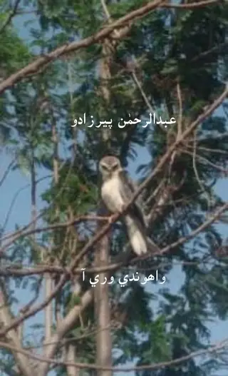 Wahūndī Vārī Ā