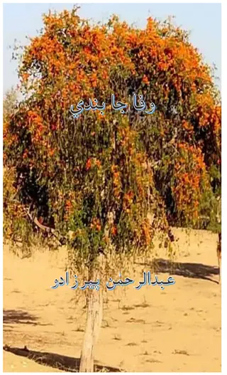 وفا جا بندي