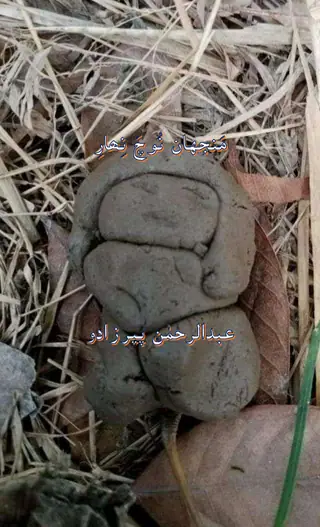 Manjhan Nūcha Nihār