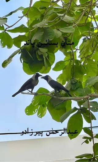 Maṭan Pusīṇ Pāṇḍ