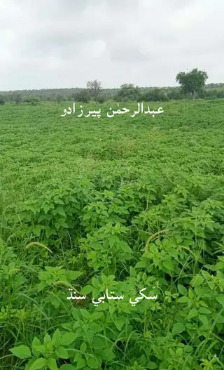 Sukhee Satābī Sindh