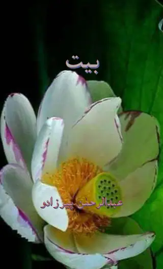 बैत